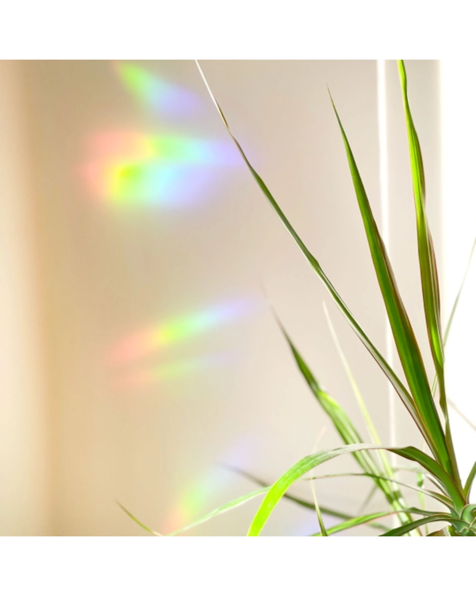 Nurture Creativity Suncatcher
