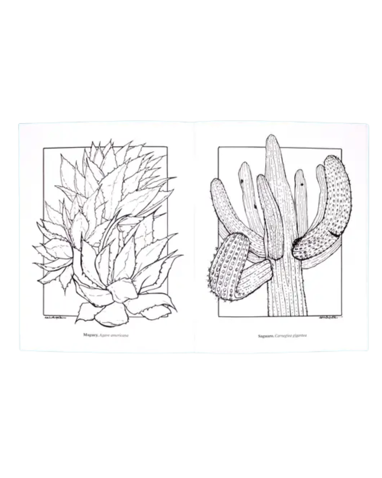 Interior coloring page example of agave plant and saguaro cactus