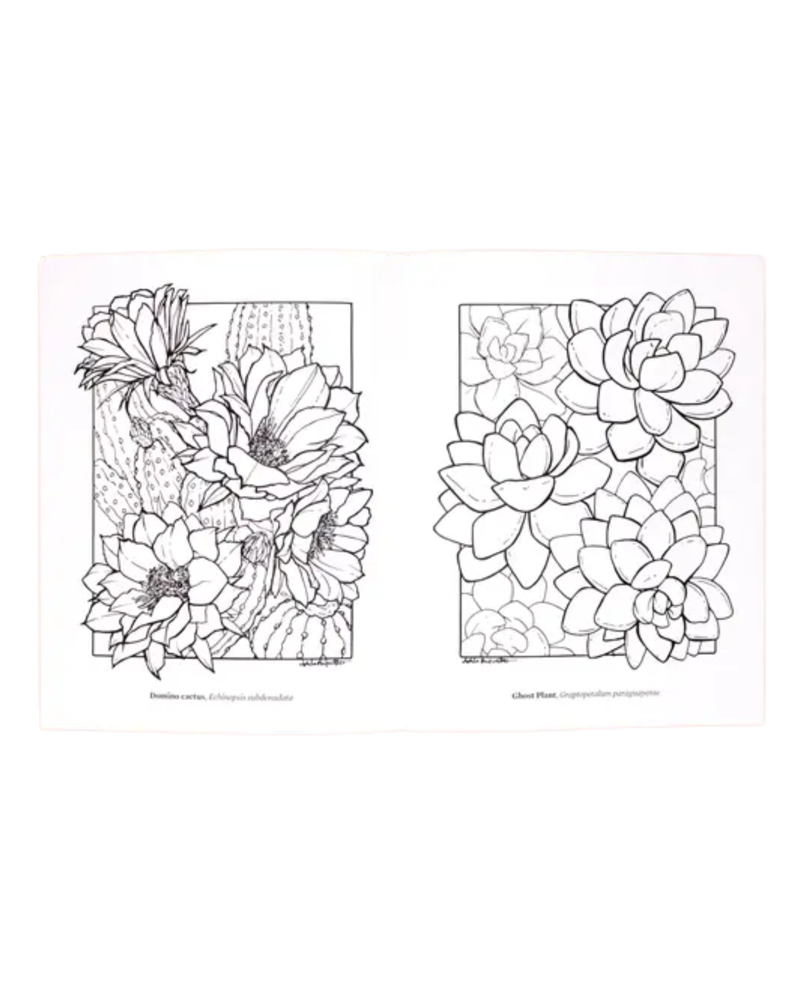 Interior coloring page examples of a saguaro bloom and succulent garden
